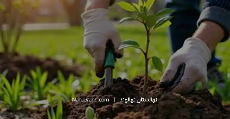 بهترین کودهای شیمیایی و حیوانی برای گوجه سبز