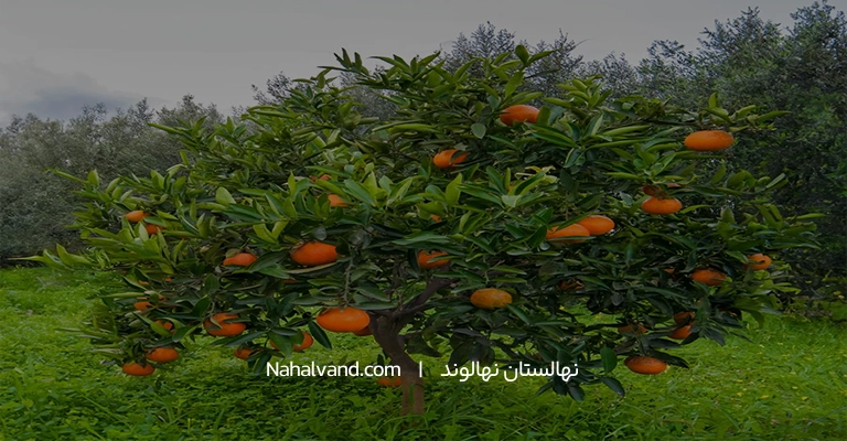 بیوگرافی درخت پرتقال