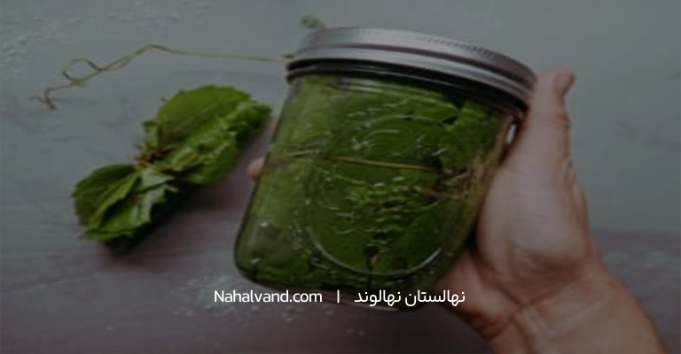 ترشی برگ بو