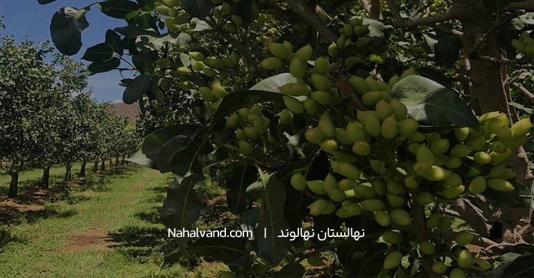 تعبیر خواب پسته خام