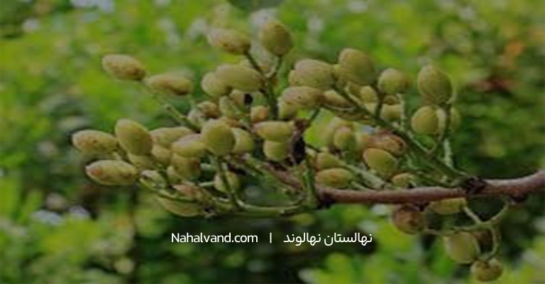 تعبیر درخت پسته تو خواب