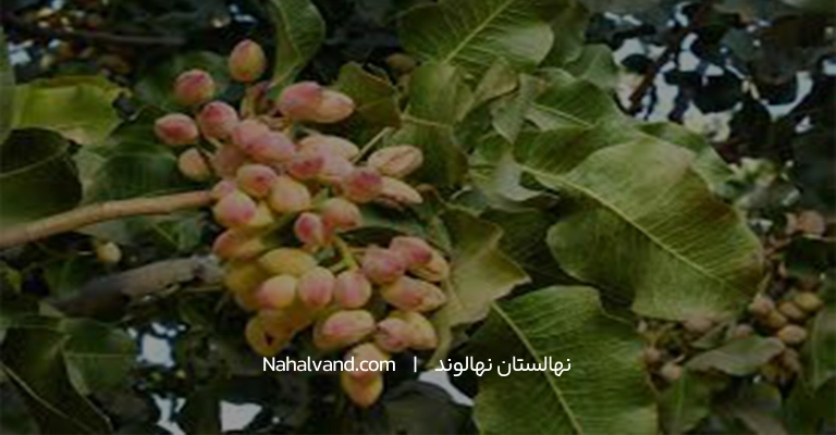 تعبیر درخت پسته در خواب دختران مجرد