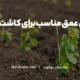 شیوه‌های اصولی کاشت نهال انگور
