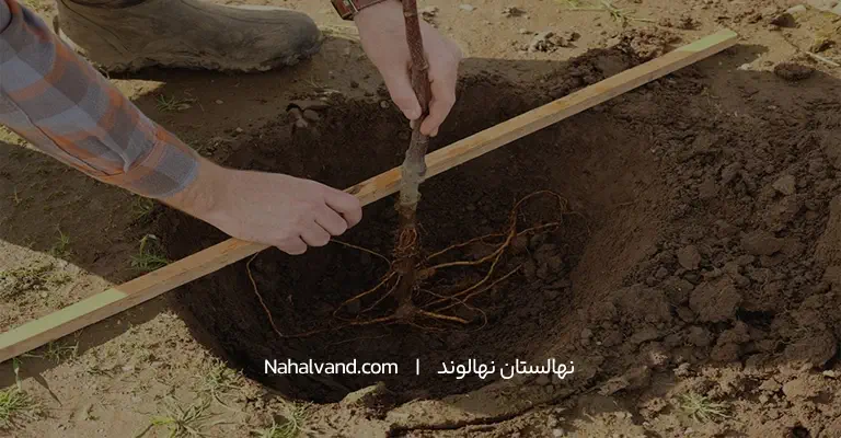 آماده سازی خاک و چاله برای کاشت نهال ازگیل