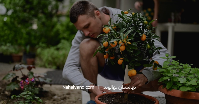 کاشت نهال پرتقال در باغچه