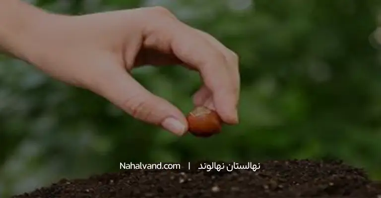 تکثیر فندق از طریق بذر
