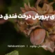 راهنمای جامع کاشت و پرورش درخت فندق