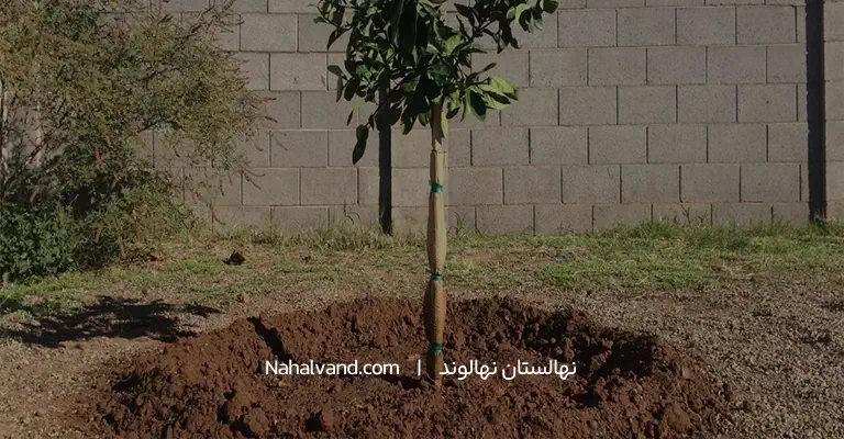 خاک مناسب کاشت درخت پرتقال