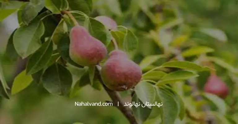 تعبیر خواب گلابی از دید محمد ابن سیرین