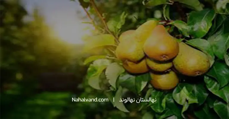 تعبیر خواب درخت گلابی