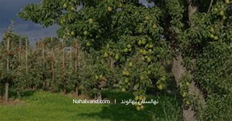 تعبیرخواب درخت گلابی از دید امام صادق علیه السلام