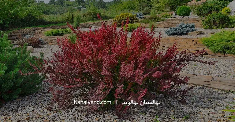 درخت زرشک