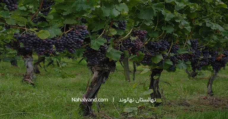 شیوه‌های اصولی کاشت نهال انگور