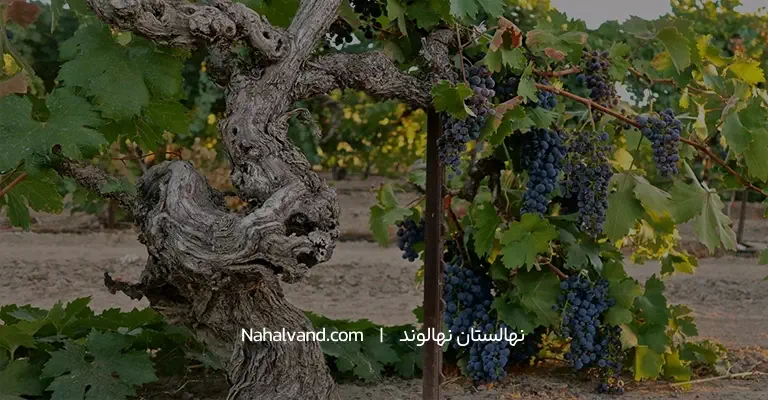 فاصله کاشت نهال انگور
