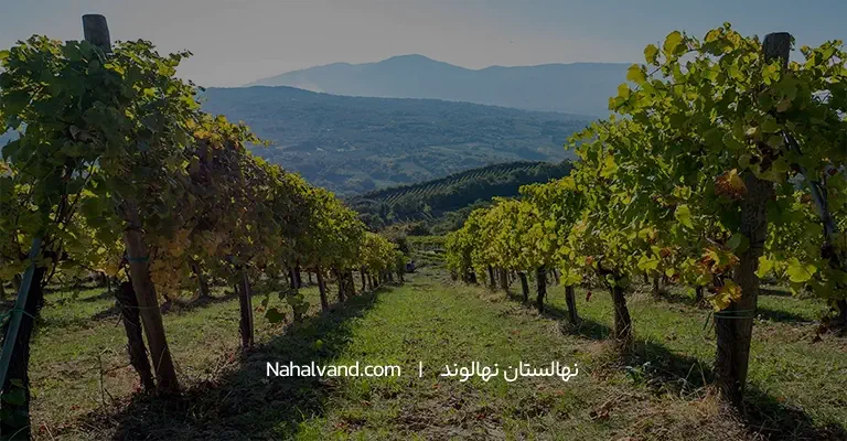 فاصله کاشت نهال انگور