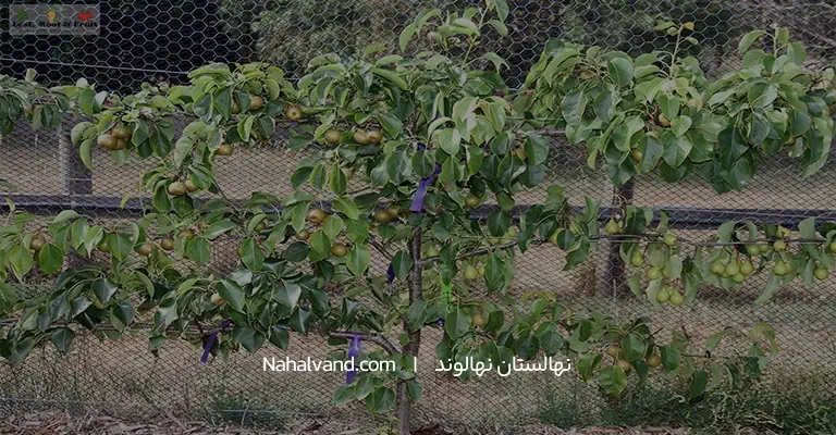 فصل مناسب کاشت گوجه سبز