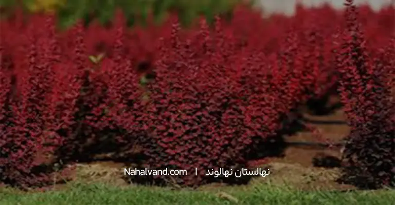 فواصل استاندارد کاشت نهال زرشک