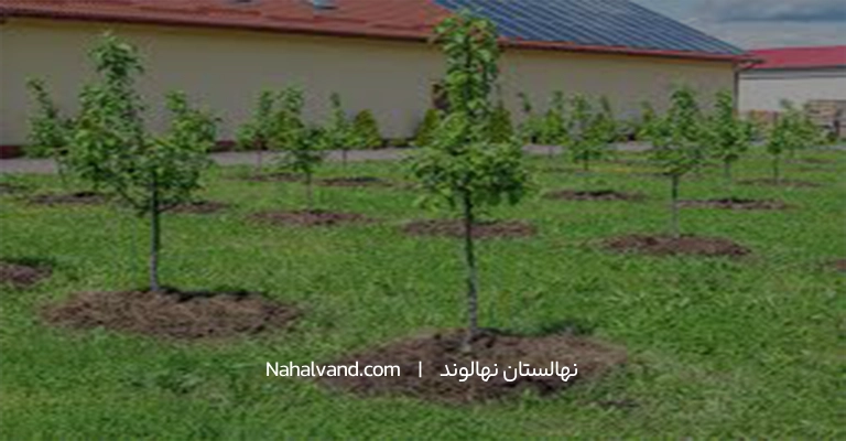 قشه برداری