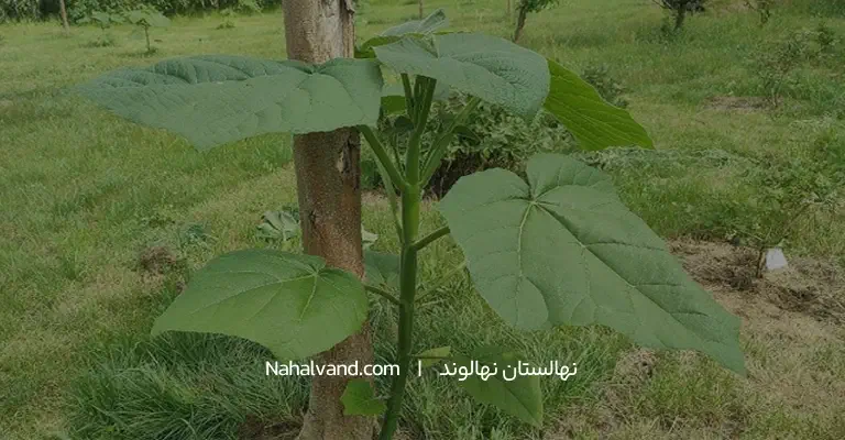 ممنوعیت کاشت درخت پالونیا در برخی کشورها