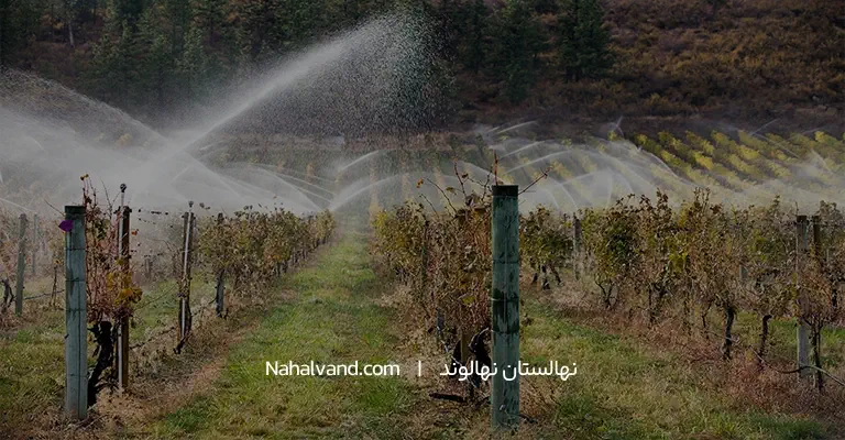 میزان آبیاری نهال انگور