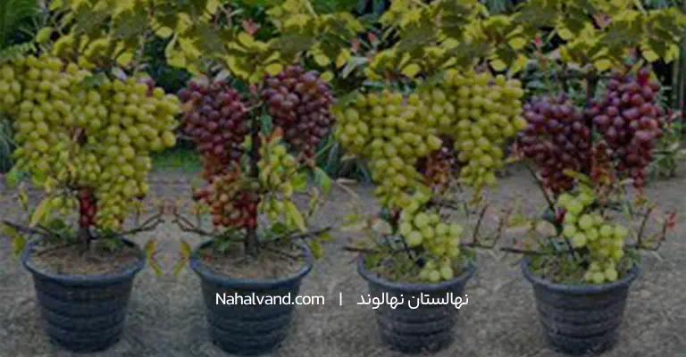 نهال گلدانی انگور