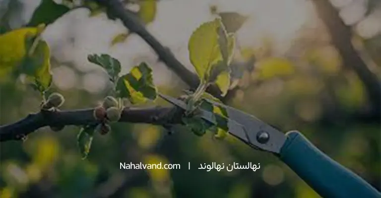 هرس درخت فندوق
