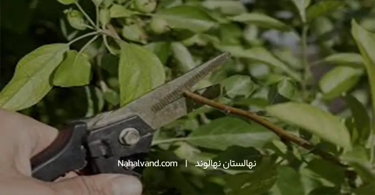 هرس درخت گوجه سبز