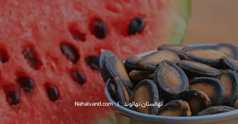 نخم هندوان و خواص و کالری