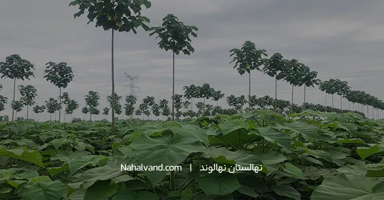 ورود درخت پالونیا به ایران