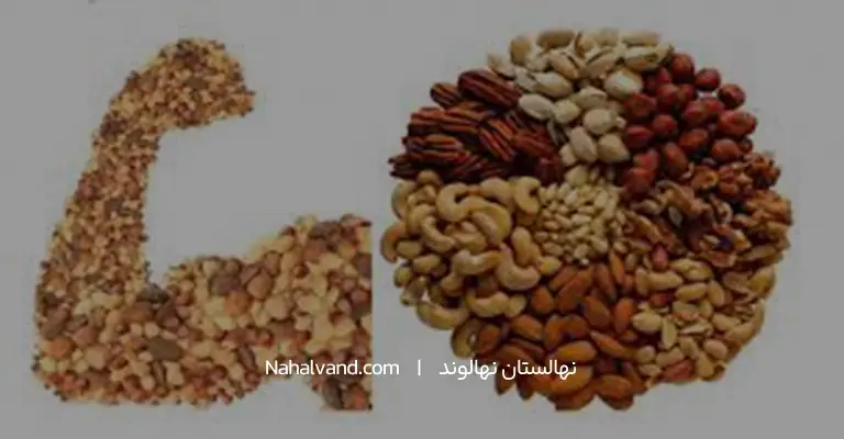 پروتئین گردوتغذیه عضلات و بافت‌ها