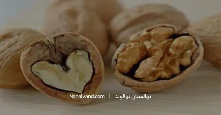 چربی‌های مفید گردو منبعی برای سلامت قلب