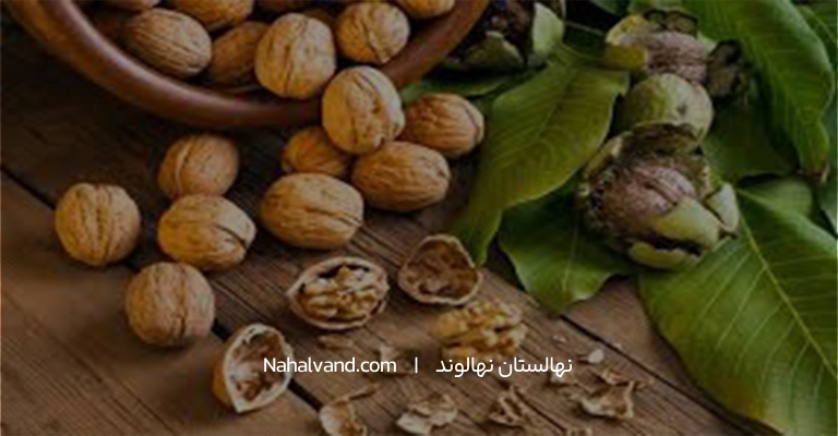 کاربرد برگ گردو برای سلامت رحم