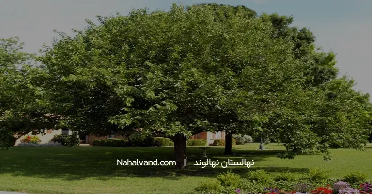 درخت توت