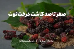 روش‌های کاشت درخت توت