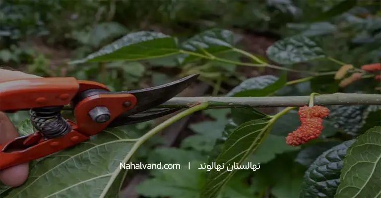 هرس درخت توت