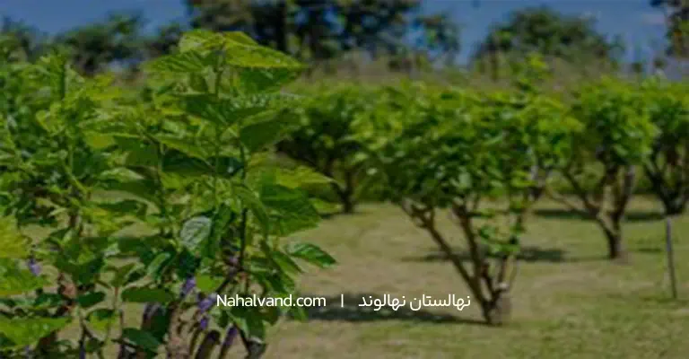پرورش درخت توت در باغچه