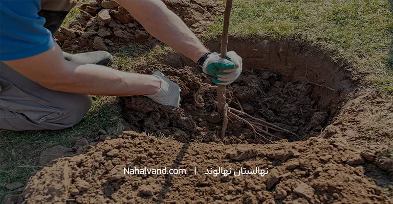 چگونگی کاشت نهال درخت توت