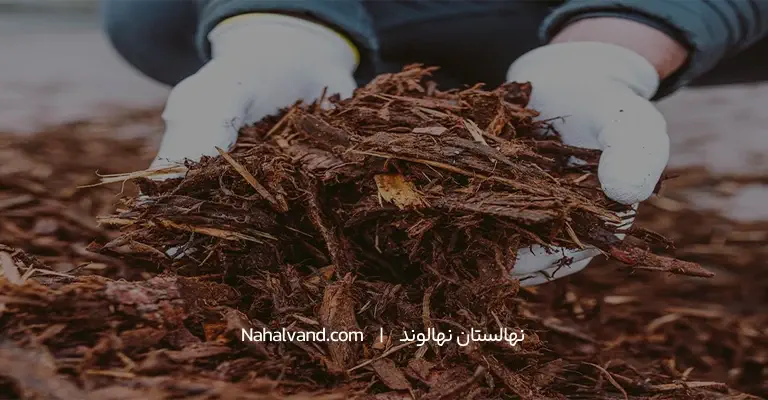 کوددهی درخت توت و بهترین کودهای شیمیایی و حیوانی
