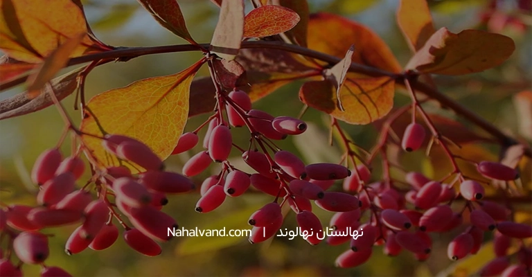 آب و هوای مناسب برای کاشت زرشک