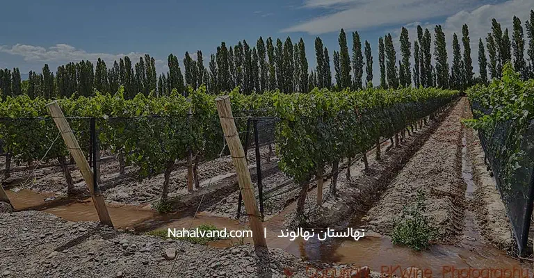 بهترین آبیاری انگور در بهار