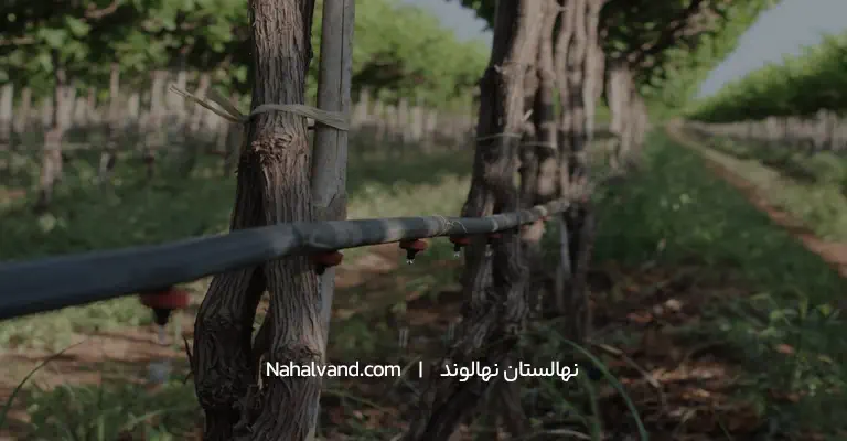 آبیاری قطره ای باغ انگور