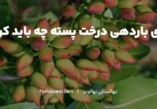 راهکارهای افزایش باردهی درخت پسته