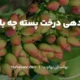 راهکارهای افزایش باردهی درخت پسته