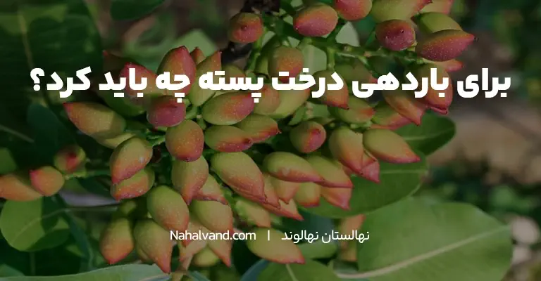 راهکارهای افزایش باردهی درخت پسته