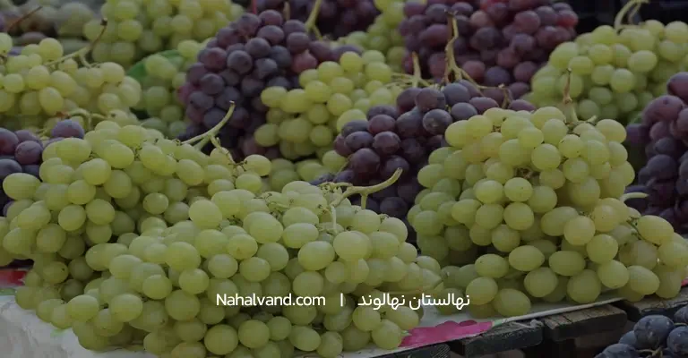 بهترین نوع ارقام مو انگور