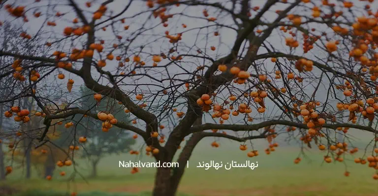 بهترین زمان برای کاشت نهال خرمالو