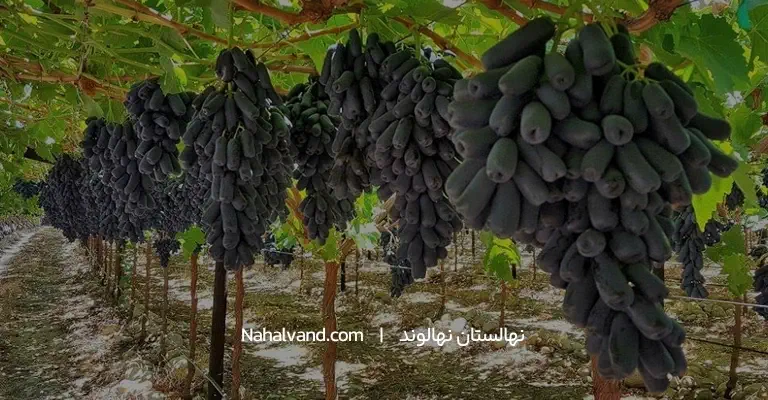 نهال انگور شامپاین