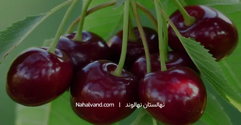 نهال گیلاس تک دانه