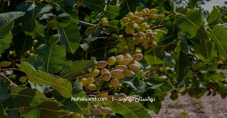 درخت پسته