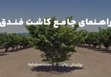کاشت درخت فندق